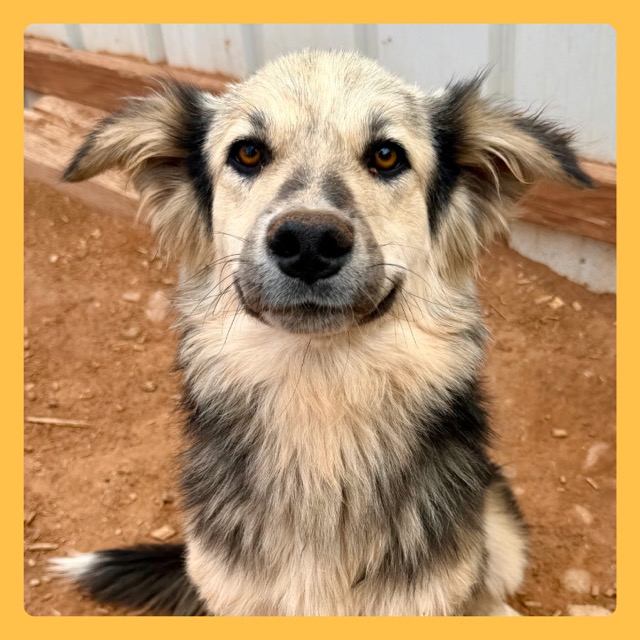 Underdog Animal Rescue & Rehab - Moab, Utah Dog Rescue