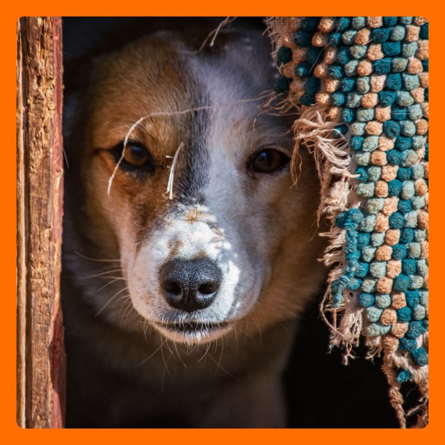 Underdog Animal Rescue & Rehab - Moab, Utah Dog Rescue