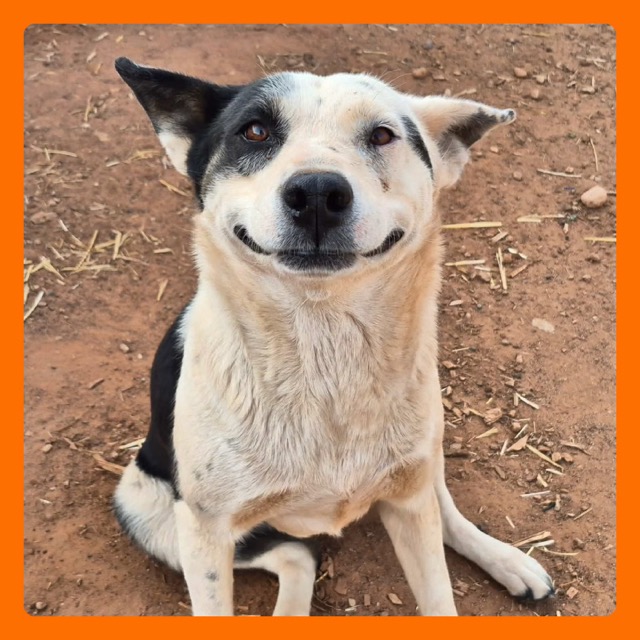 Underdog Animal Rescue & Rehab - Moab, Utah Dog Rescue